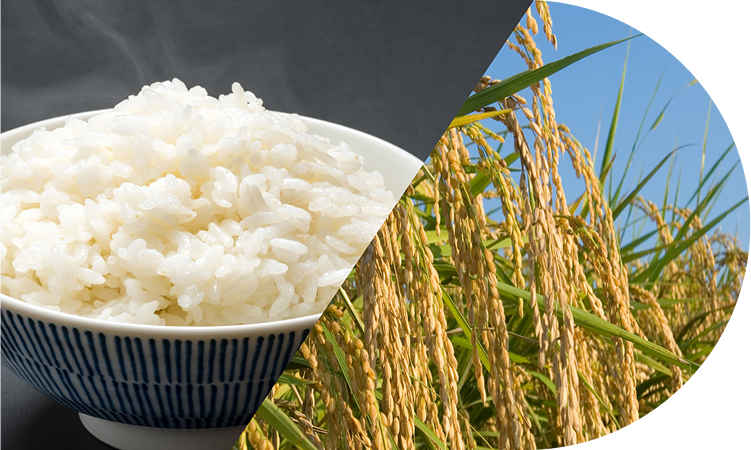 コシヒカリはコシヒカリでも、<br>産地で違う味わいあり!