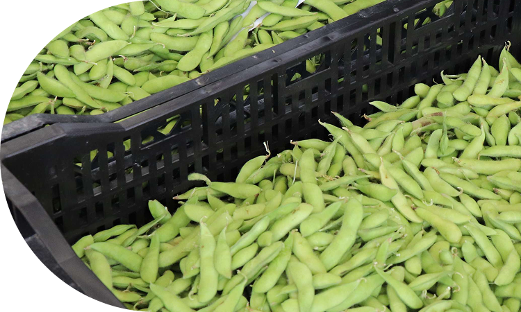 新潟は枝豆の生産量日本一！<br>長い日照時間がおいしさの秘訣