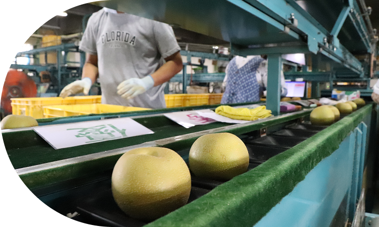 糖度、熟度、着色具合の基準を<br>クリア！間違いのない梨をお届け