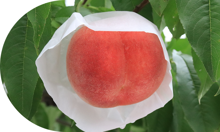 光センサーで厳選!<br>安心の品質の桃をお届け