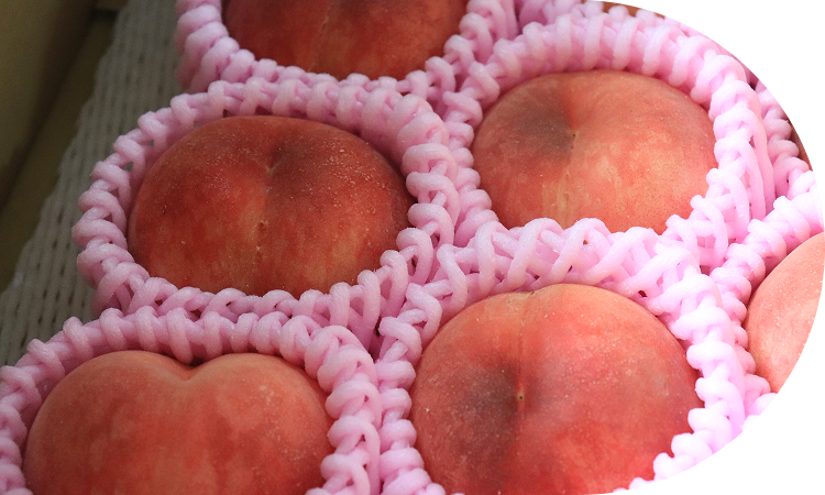 おいしさの秘訣は、<br>収穫前の日射量と寒暖差