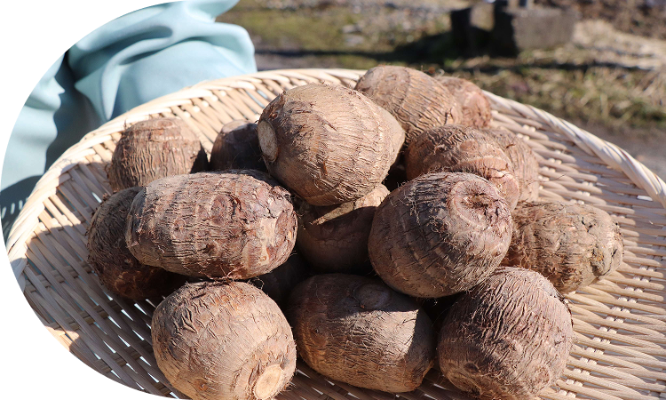 水はけのよい土壌がはぐくむ<br>ねっとり食感、上品な味
