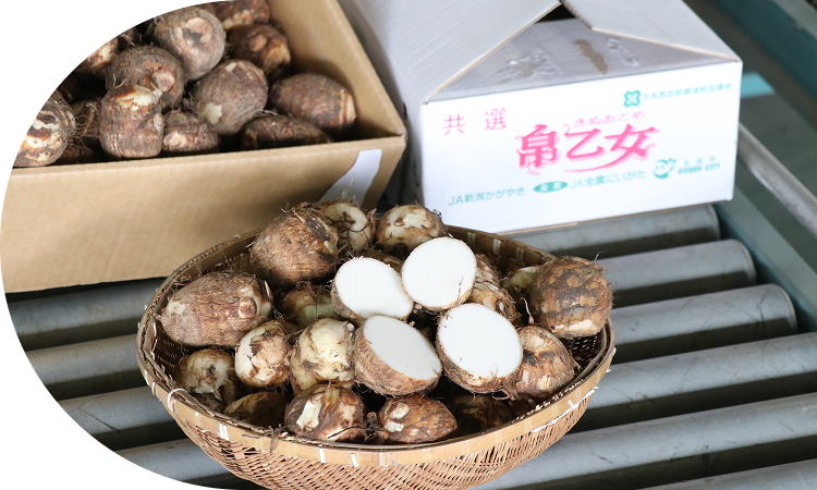 ブランド里芋<br>「帛乙女」「里のいもこ」