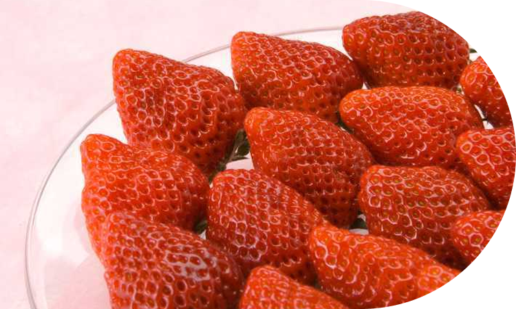 「越後姫」誕生秘話