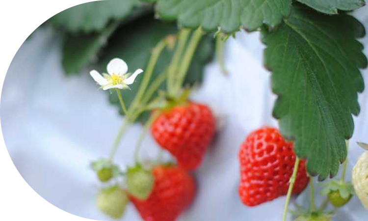 産地直送だからこそ味わえる<br>新潟オリジナルの味覚