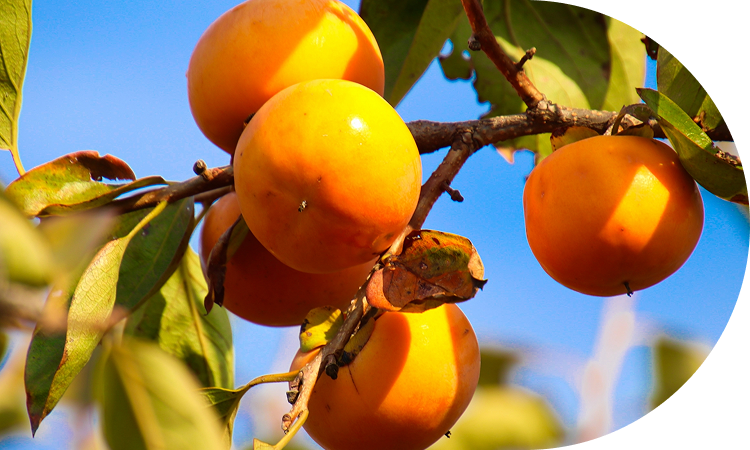 紡がれる伝統の味