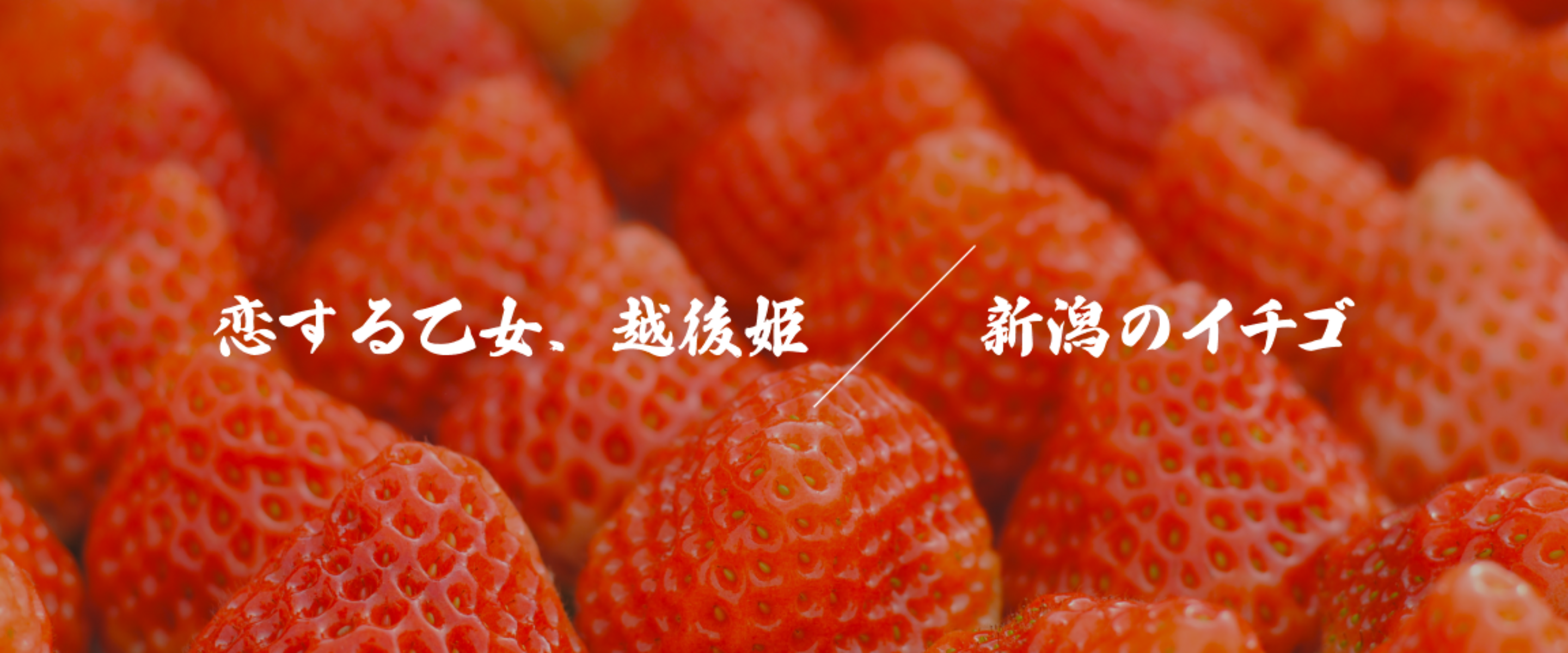新潟のいちご