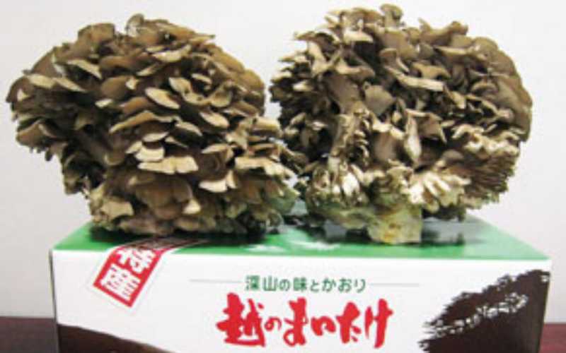 まいたけ（株もの） | 新潟ごっつぉ産直便 | JA新潟かがやき公式通販サイト