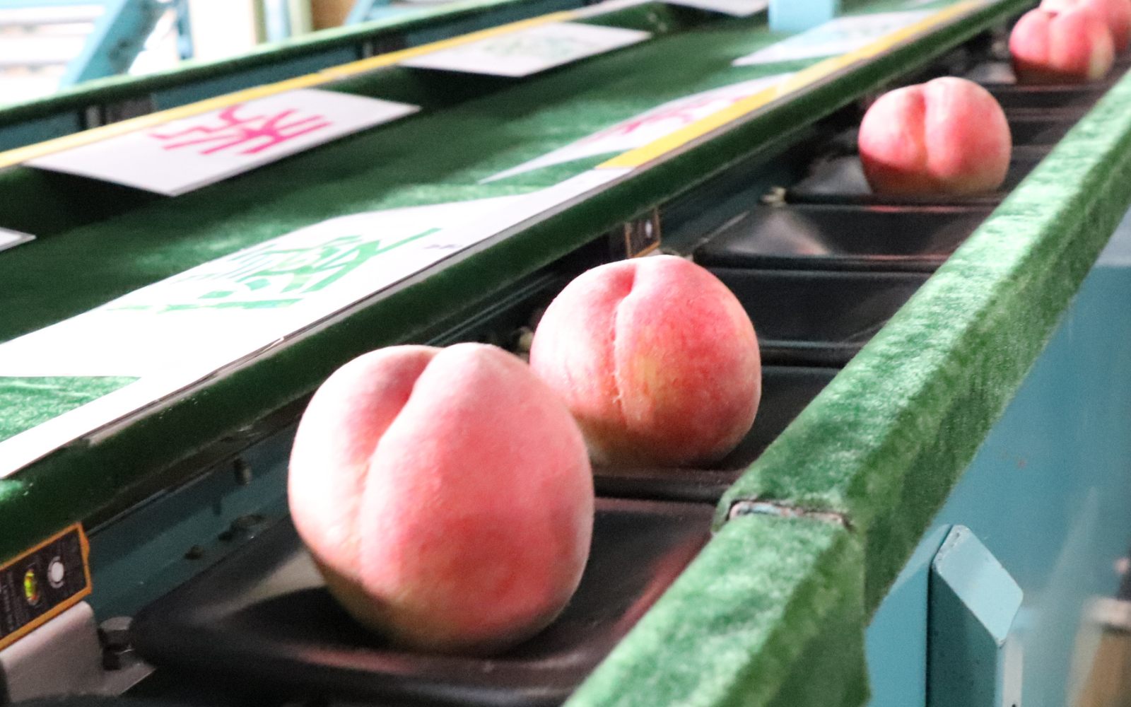 いももも7月後半~ 白根産】旬の桃（7月下旬～8月上旬発送） | 新潟ごっつぉ産直便 | JA