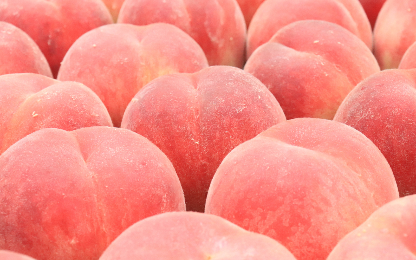 白根産】旬の桃（7月下旬～8月上旬発送） | 新潟ごっつぉ産直便 | JA