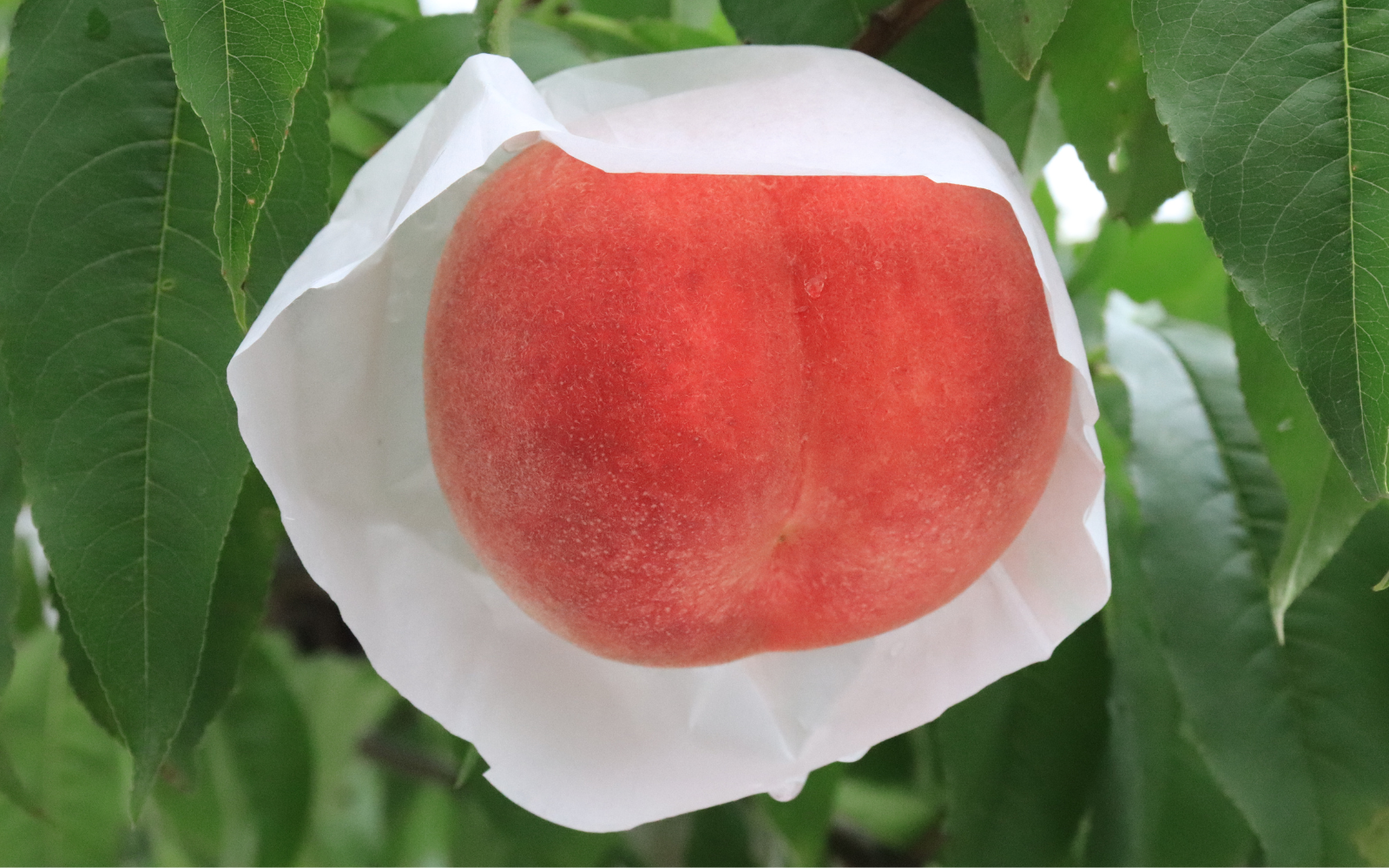 白根産】旬の桃（7月下旬～8月上旬発送） | 新潟ごっつぉ産直便 | JA