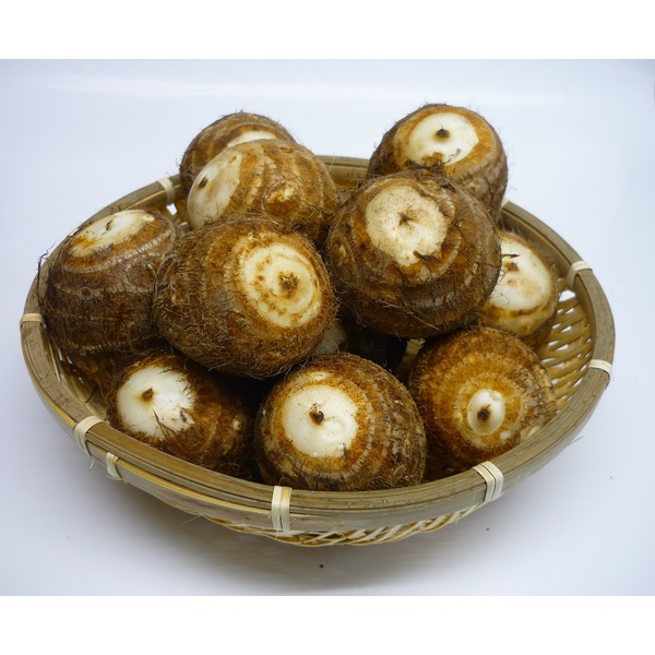 ザイール 10kg里芋✩.*˚新潟県胎内市砂丘地産 砂里芋 | Sole!にいがた｜農・商・工をつないでみんなでつくる新潟の元気！