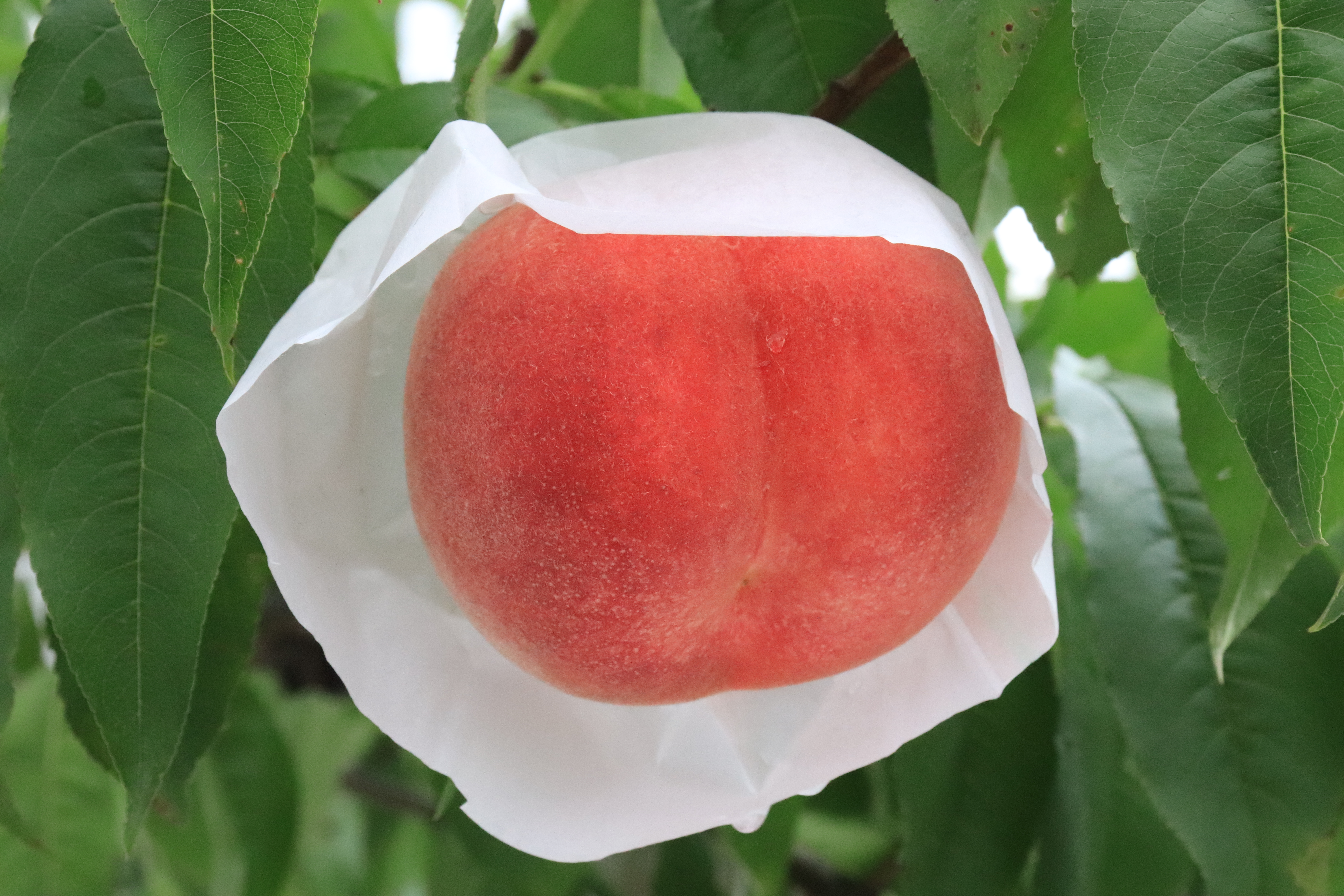 白根産】旬の桃（8月中旬～9月上旬発送） | 新潟ごっつぉ産直便 | JA