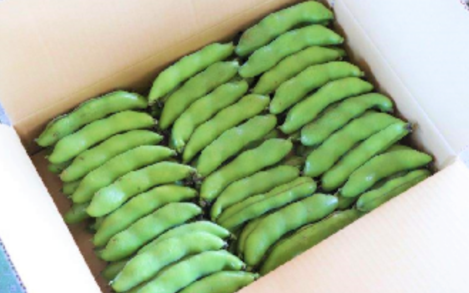 西蒲区産】そらまめ ダンボール4キロ詰め | 新潟のその他 野菜 | 新潟 