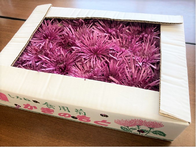菊1.jpg