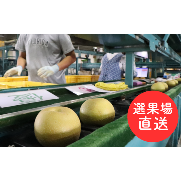 Jです！新興梨 25㎏ Jです！新興梨 25㎏ 楽天市場】新興 梨（総重量（果物）2.00