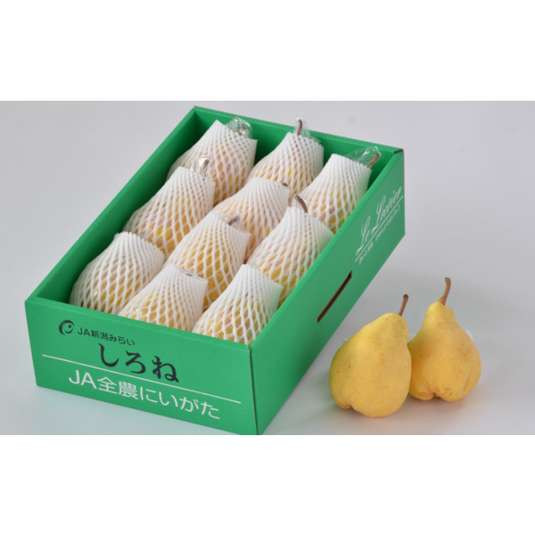 新鮮な洋梨 たくさん入った箱 旬果》プレミアム洋梨ラフランス約1kg（5〜6L/3玉）[桐箱入]