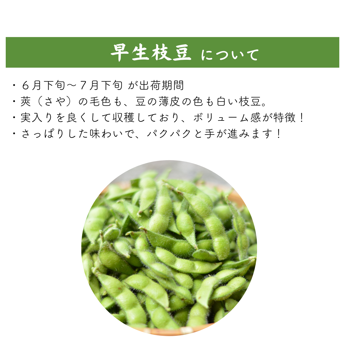 早生茶豆（新潟系14号）【西蒲区産】 | 新潟ごっつぉ産直便 | JA新潟