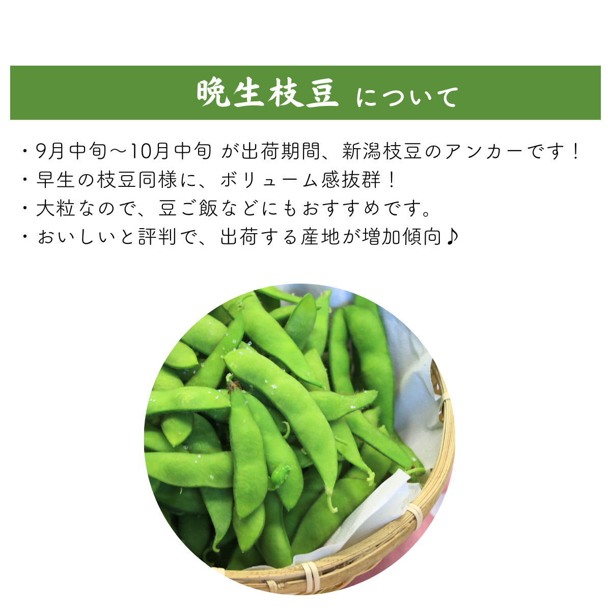 早生茶豆（新潟系14号）【西蒲区産】 | 新潟ごっつぉ産直便 | JA新潟