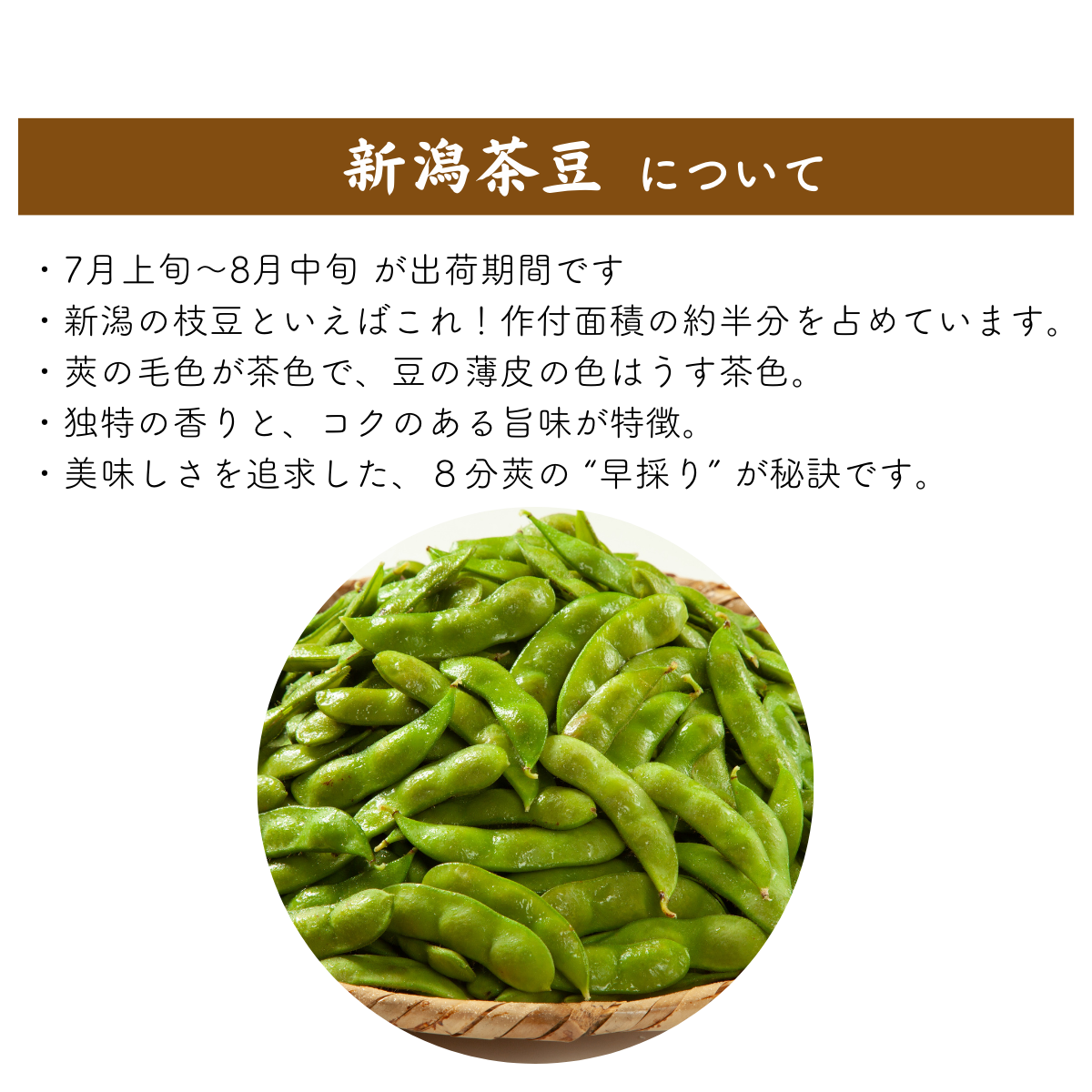 茶まめ 早生茶豆（新潟系14号）【西蒲区産】 | 新潟ごっつぉ産直便 | JA新潟