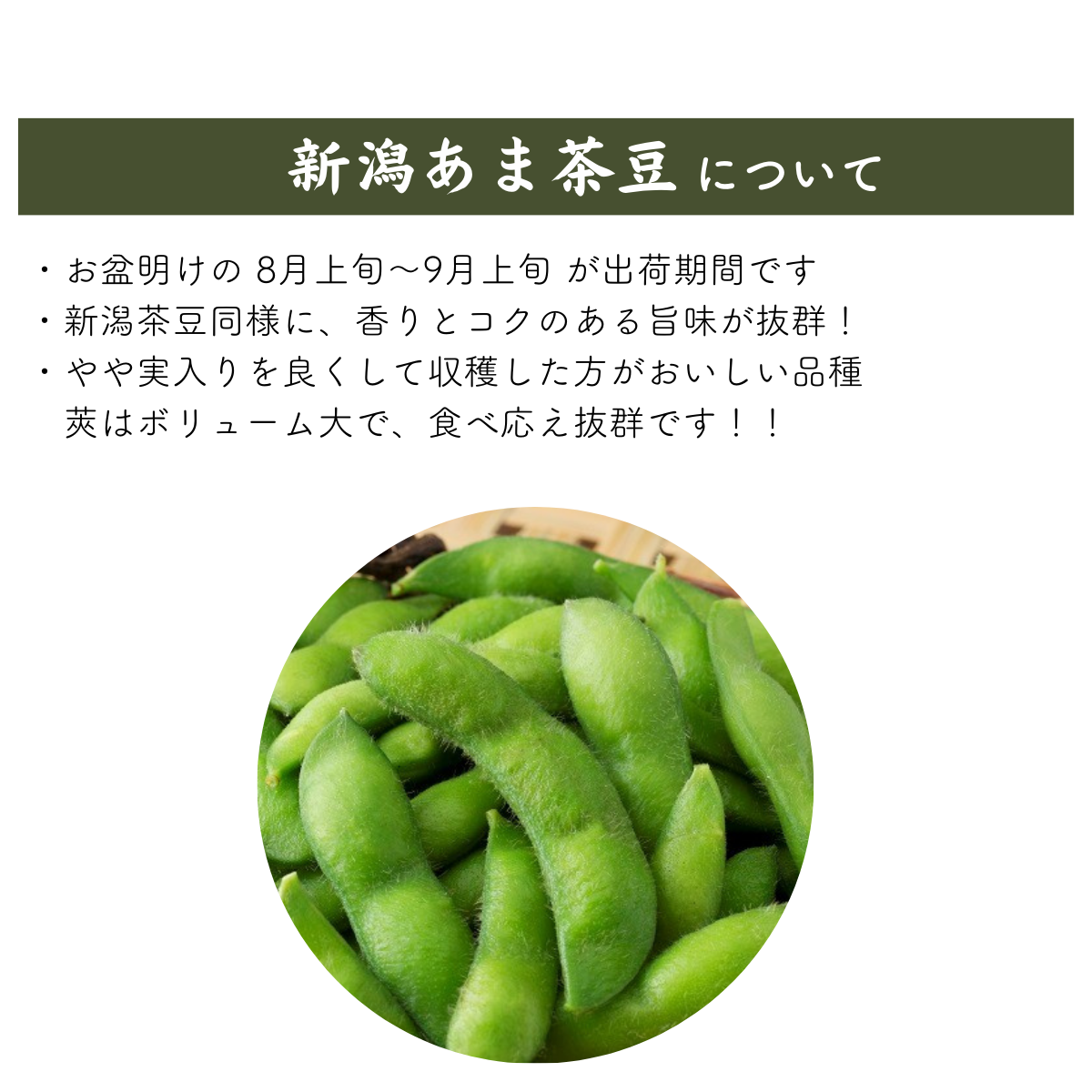 茶まめ 早生茶豆（新潟系14号）【西蒲区産】 | 新潟ごっつぉ産直便 | JA新潟