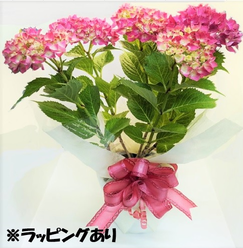 【秋葉区産】紫陽花（品種：アズライト）※数量限定※の商品画像 1