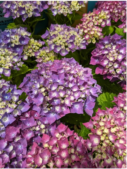 【秋葉区産】紫陽花（品種：アズライト）※数量限定※の商品画像 2