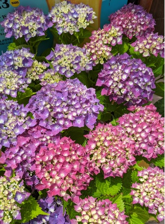 【秋葉区産】紫陽花（品種：アズライト）※数量限定※の商品画像 3