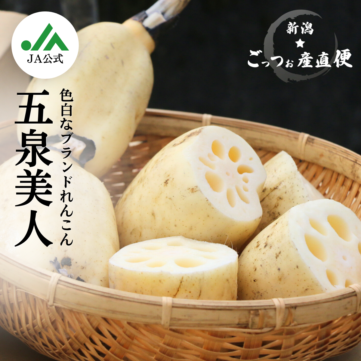 早堀 五泉美人（レンコン）2kg【五泉市産】 | 新潟ごっつぉ産直便