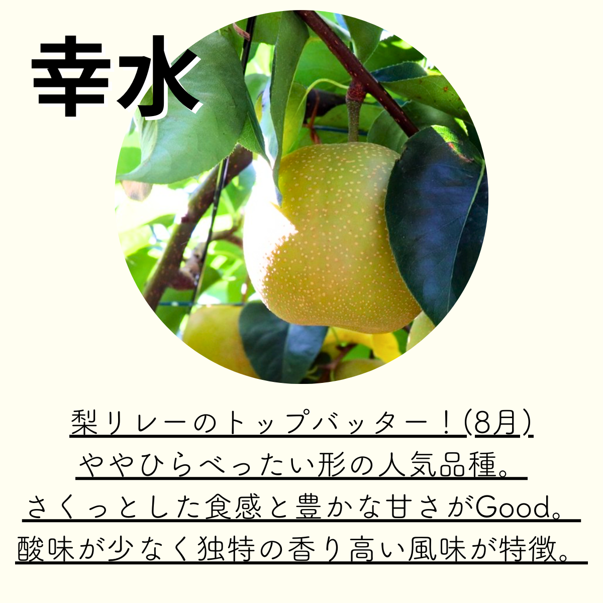 粛粲寶　額装【果物・フルーツ】(新潟県) 粛粲寶 額装【果物・フルーツ】(新潟県) 新潟の梨（8月）【白根産】 |