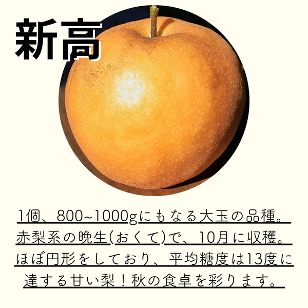 新潟の梨（10月）【白根産】 | 新潟ごっつぉ産直便 | JA新潟かがやき
