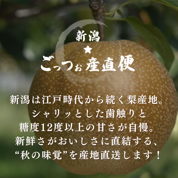 粛粲寶　額装【果物・フルーツ】(新潟県) 粛粲寶 額装【果物・フルーツ】(新潟県) 新潟直送計画】果物の通販