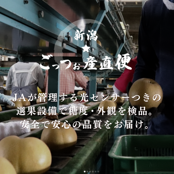 新潟の梨（8月）【白根産】 | 新潟ごっつぉ産直便 | JA新潟かがやき