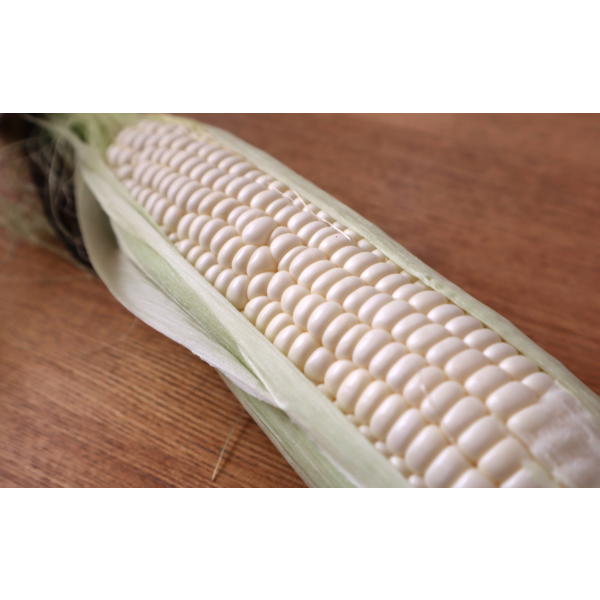 スイートコーン「ホワイト」 2L・8本入り【横越産】 | 新潟ごっつぉ