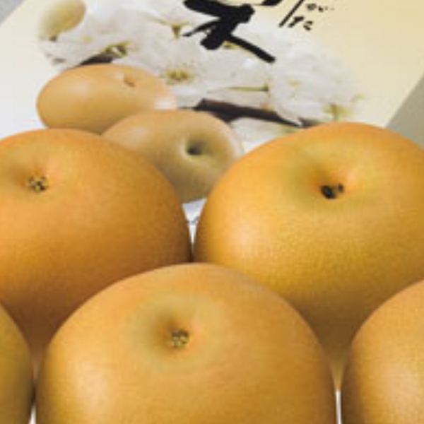 新潟の梨（10月）【白根産】 | 新潟ごっつぉ産直便 | JA新潟かがやき