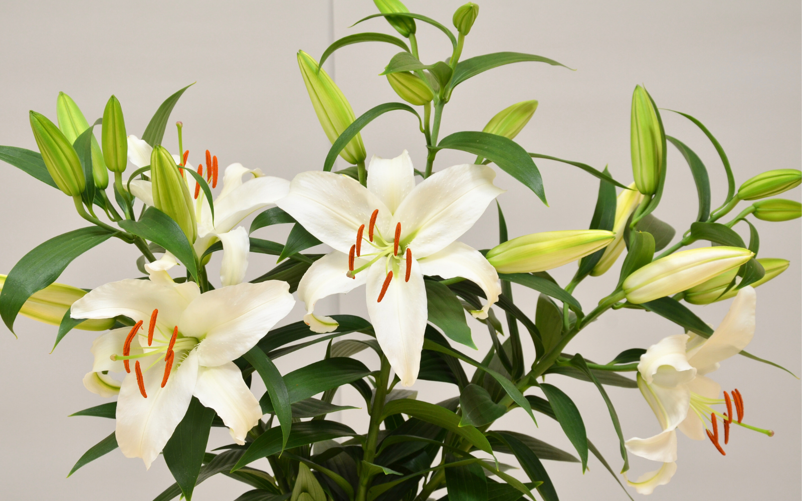 ゆっちです。高級正絹辻が花金彩　柔らかなピーグリーン系　美品 箔が美しい柔らかく優しいお色の辻が花正絹六通高級袋帯