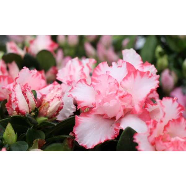 アザレア鉢物（3色） | 新潟ごっつぉ産直便 | JA新潟かがやき公式通販