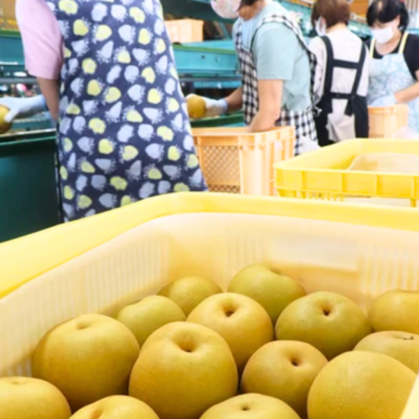 新王 梨 ☆新潟生まれの新品種☆彡 | 新潟ごっつぉ産直便 | JA新潟
