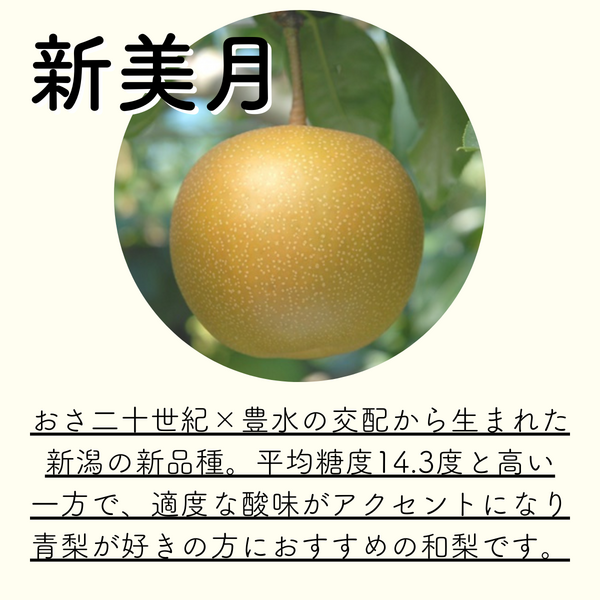 新美月 梨 ☆数量限定☆彡 | 新潟ごっつぉ産直便 | JA新潟かがやき公式