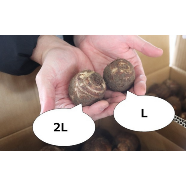 年明け配送分※ さといも帛乙女【五泉産】 | 新潟ごっつぉ産直便 | JA