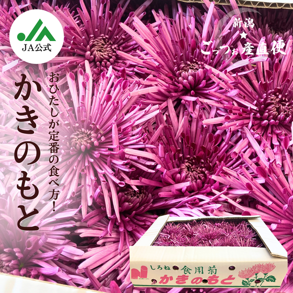 食用菊・かきのもと【白根産】 | 新潟ごっつぉ産直便 | JA新潟かがやき