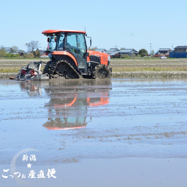 令和6年度新潟県阿賀野市産コシヒカリ玄米30kg袋（1等米） | 新潟 
