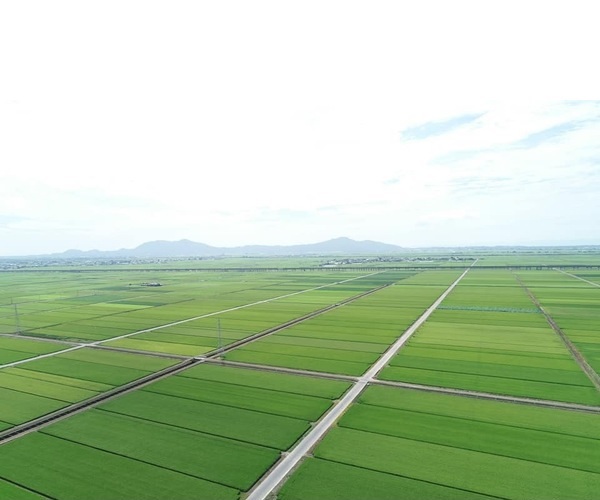 令和6年度新潟県阿賀野市産コシヒカリ玄米30kg袋（1等米）の商品画像 6