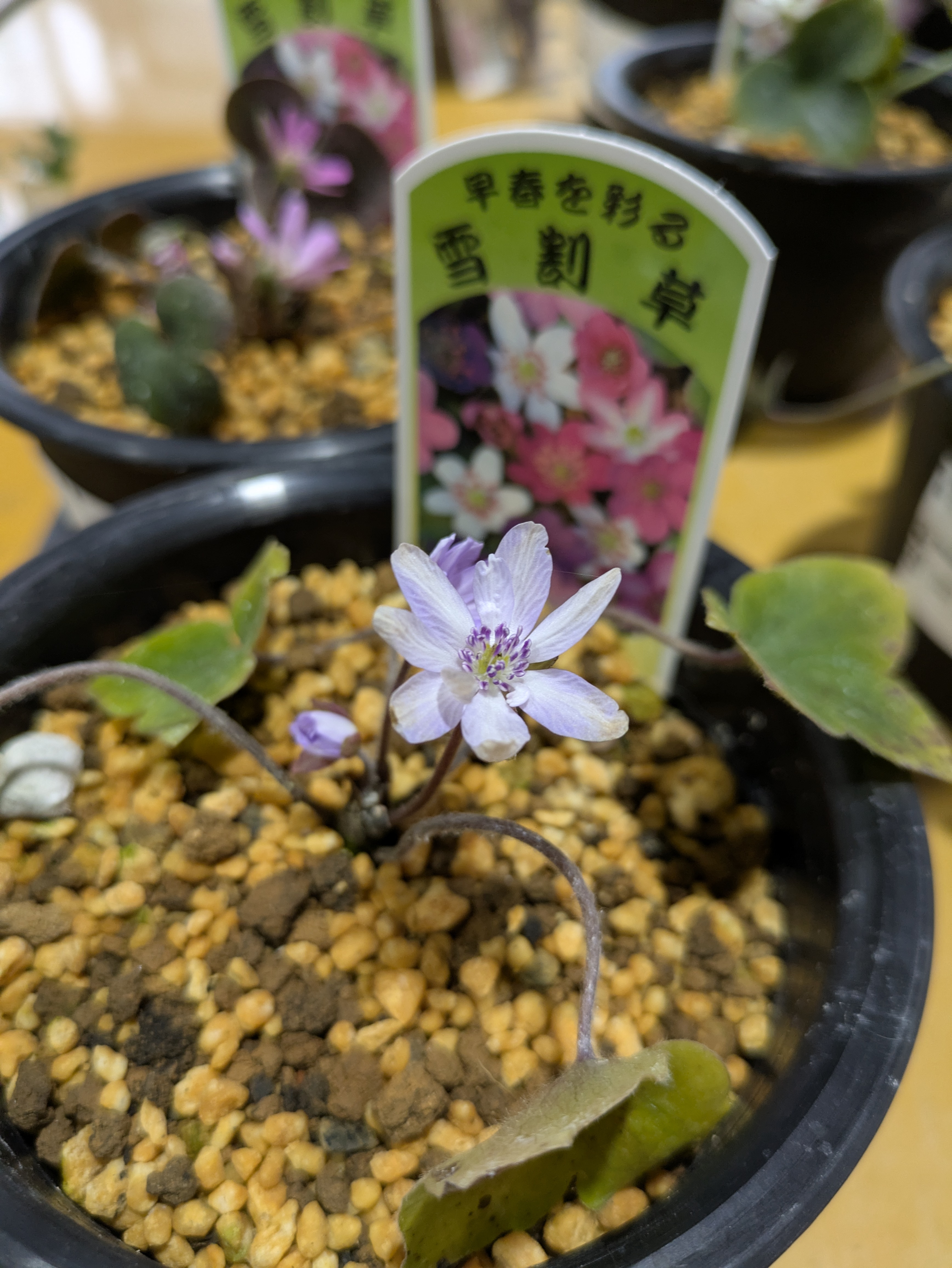 雪景色色くず屋 陶器製小屋　添配 山野草飾りの添　高さ6センチ 秋葉区産】山野草 雪割草 | 新潟ごっつぉ産直便 | JA新潟かがやき公式
