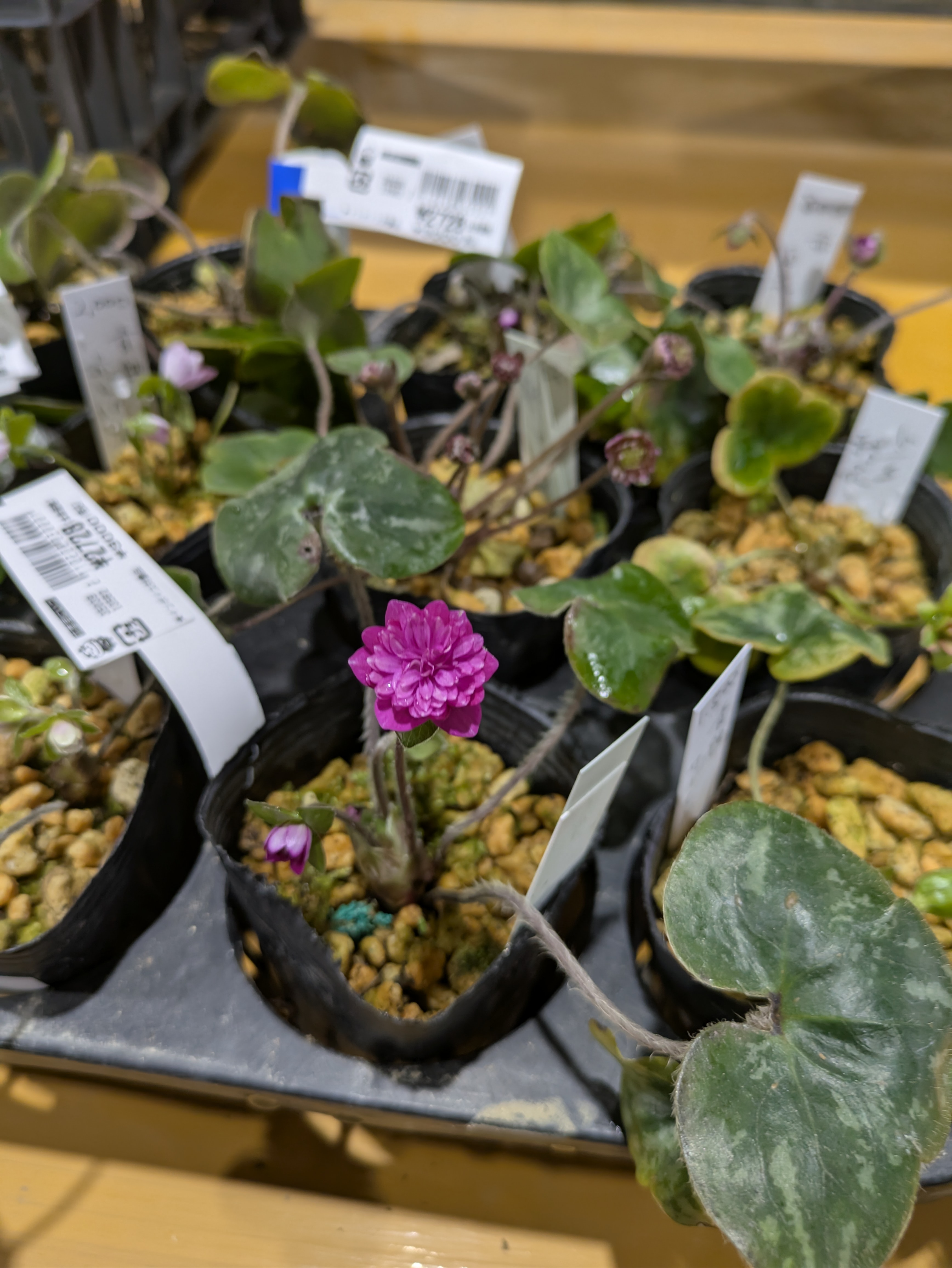 秋葉区産】山野草 雪割草 | 新潟ごっつぉ産直便 | JA新潟かがやき公式