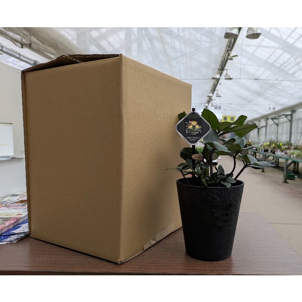 秋葉区産】クリスマスローズ | 新潟ごっつぉ産直便 | JA新潟かがやき