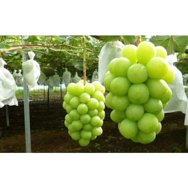 シャインマスカット【白根産】 | 新潟ごっつぉ産直便 | JA新潟かがやき