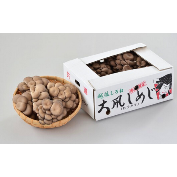 大凧しめじ（ヒラタケ）【白根産】 | 新潟ごっつぉ産直便 | JA新潟