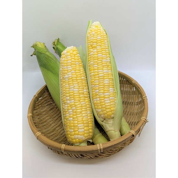 スイートコーン「ドルチェドリーム（バイカラー）」2L・8本入り