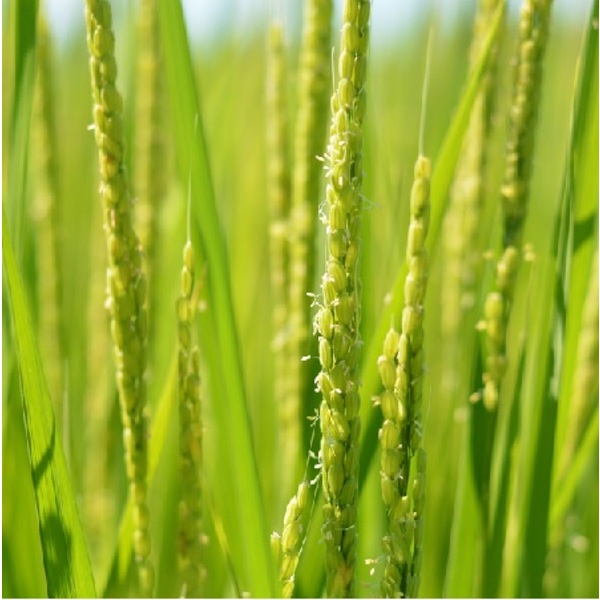 亀田郷越乃蔵の里 【令和7年度米 亀田横越産】 | 新潟ごっつぉ